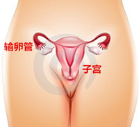 （九）输卵管/输精管结扎